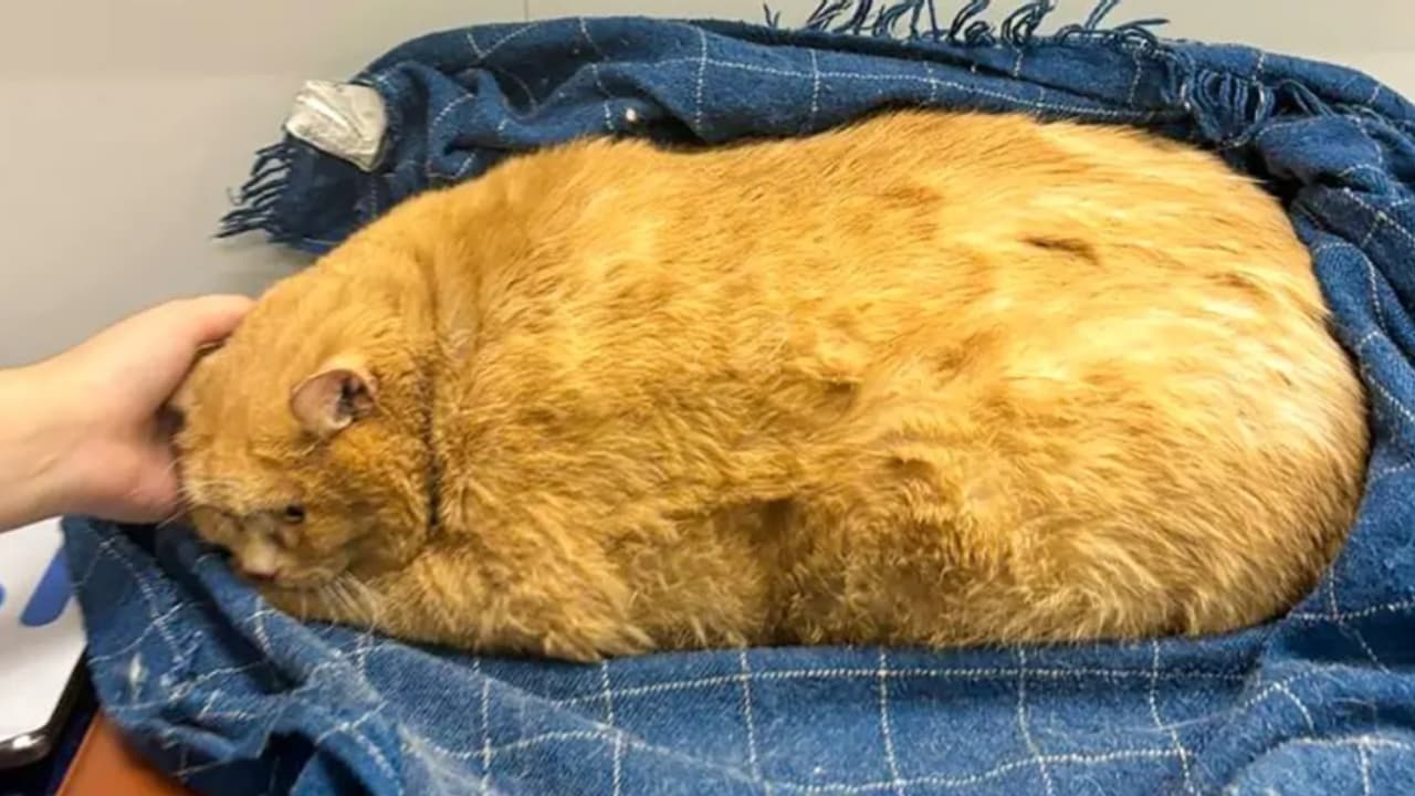 'കുക്കിയും സൂപ്പും ഇഷ്ട ഭക്ഷണം', 18 കിലോ ഭാരം, നിൽക്കാൻ പോലുമാവില്ല, കട്ട ഡയറ്റും വർക്കൌട്ടുമായി മൃഗസ്നേഹികൾ