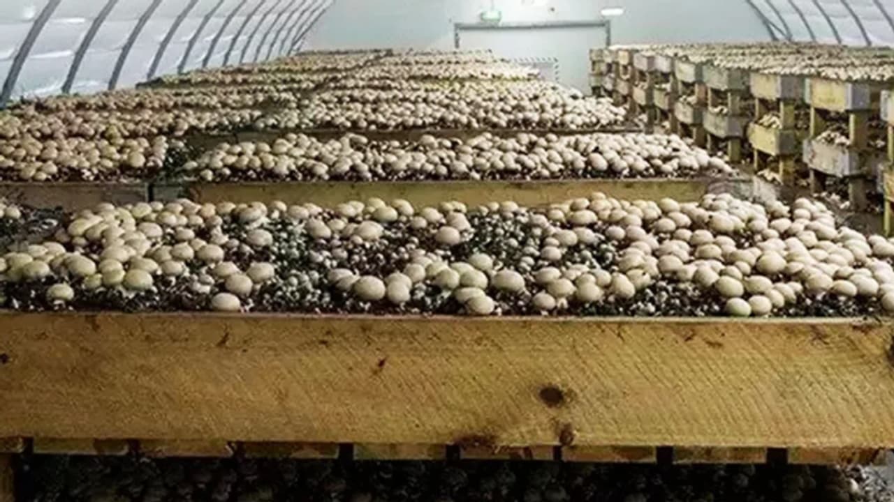 ನೀವು ಅಣಬೆ ಬೆಳೆದು ಹಣ ಗಳಿಸಬೇಕಾ? ಈ ಒಂದು ದಿನದ ತರಬೇತಿಗೆ ಹಾಜರಾಗಿ! ನೀವು ಅಣಬೆ ಬೆಳೆದು ಹಣ ಗಳಿಸಬೇಕಾ? ಈ ಒಂದು ದಿನದ ತರಬೇತಿಗೆ ಹಾಜರಾಗಿ!