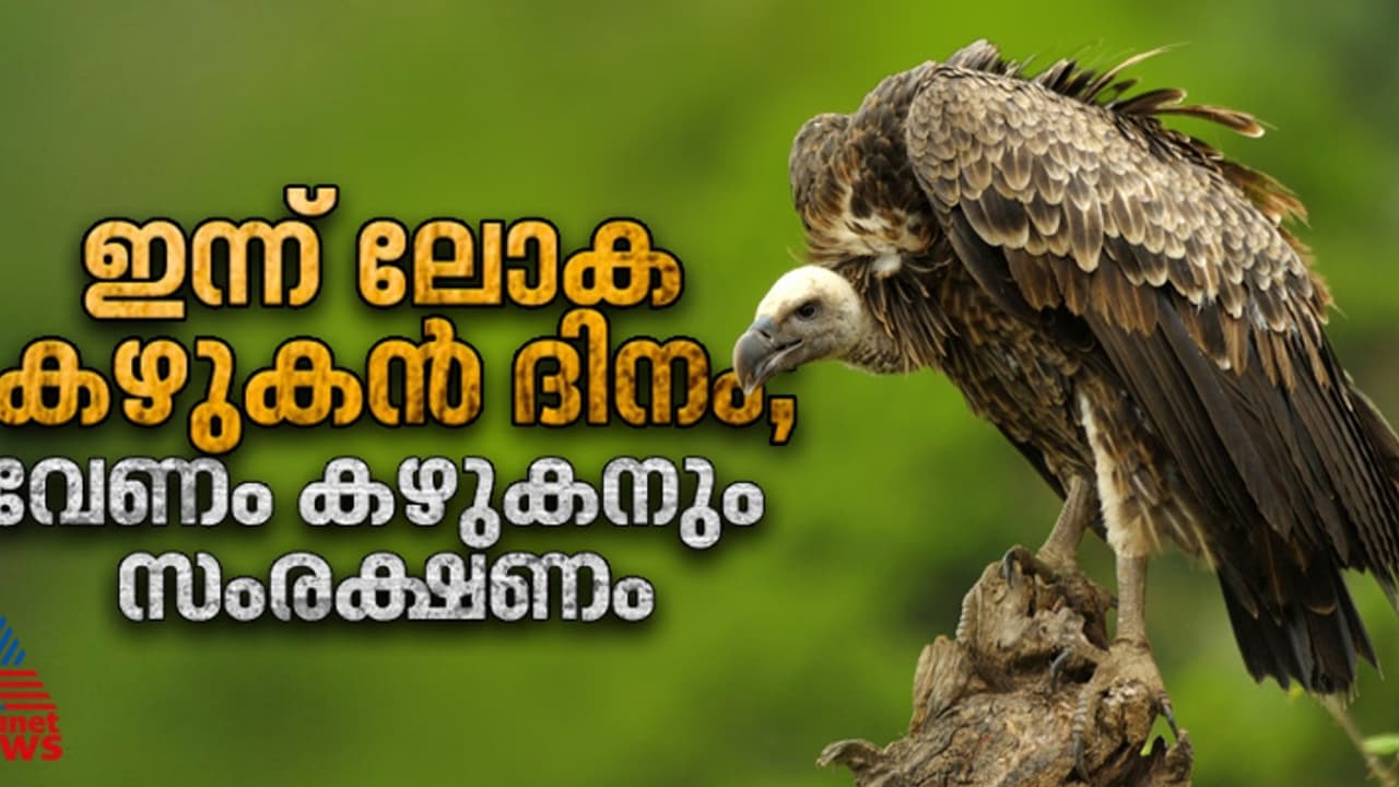ഇന്ത്യന്‍ കഴുകന്മാരുടെ നാശം മനുഷ്യന്‍റെ മരണനിരക്ക് നാല് ശതമാനത്തിലധികം വർദ്ധിപ്പിച്ചെന്ന് പഠനം