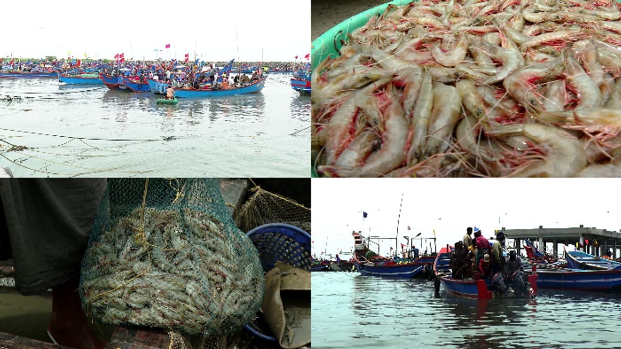 അമേരിക്കയുടെ വിലക്ക്, ജപ്പാനും ചൈനയും യൂറോപ്യൻ യൂണിയനും വില കുറച്ചു, ചെമ്മീൻ കയറ്റുമതി കടുത്ത പ്രതിസന്ധിയിൽ