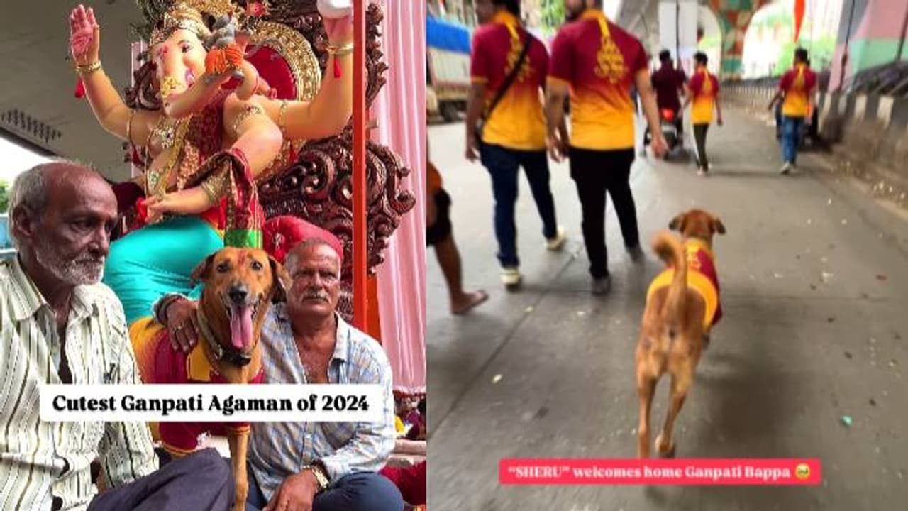 എത്ര മനോഹരമായ കാഴ്ച, വിനായക ചതുർഥി ആഘോഷങ്ങളിൽ സജീവമായി നായ എത്ര മനോഹരമായ കാഴ്ച, വിനായക ചതുർഥി ആഘോഷങ്ങളിൽ സജീവമായി നായ