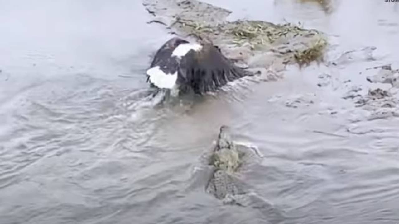 പോരാട്ടത്തിൽ ആർക്ക് ജയം? മുതലയുടെ വായിൽ നിന്നും ഇരയെ തട്ടിയെടുക്കാൻ പരുന്ത് പോരാട്ടത്തിൽ ആർക്ക് ജയം? മുതലയുടെ വായിൽ നിന്നും ഇരയെ തട്ടിയെടുക്കാൻ പരുന്ത്