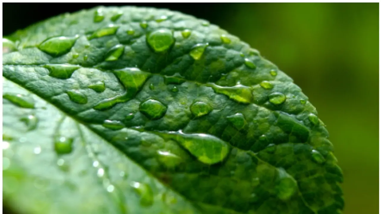 Acid Rain Explained: What it is and it's impact on the Environment