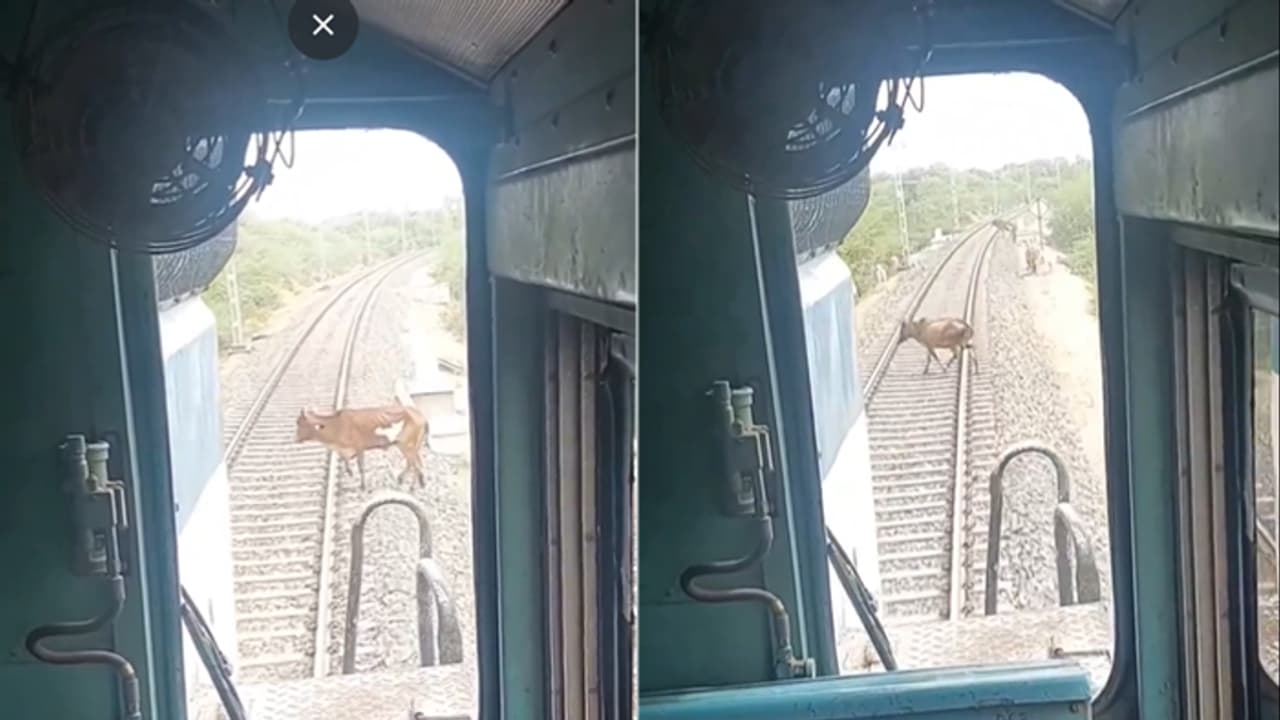 ಹಳಿ ದಾಟುತ್ತಿದ್ದ ದನದ ಪ್ರಾಣ ಉಳಿಸಲು ರೈಲು ನಿಲ್ಲಿಸಿದ ಲೋಕೋ ಪೈಲೆಟ್, ದೃಶ್ಯ ಸರೆ!