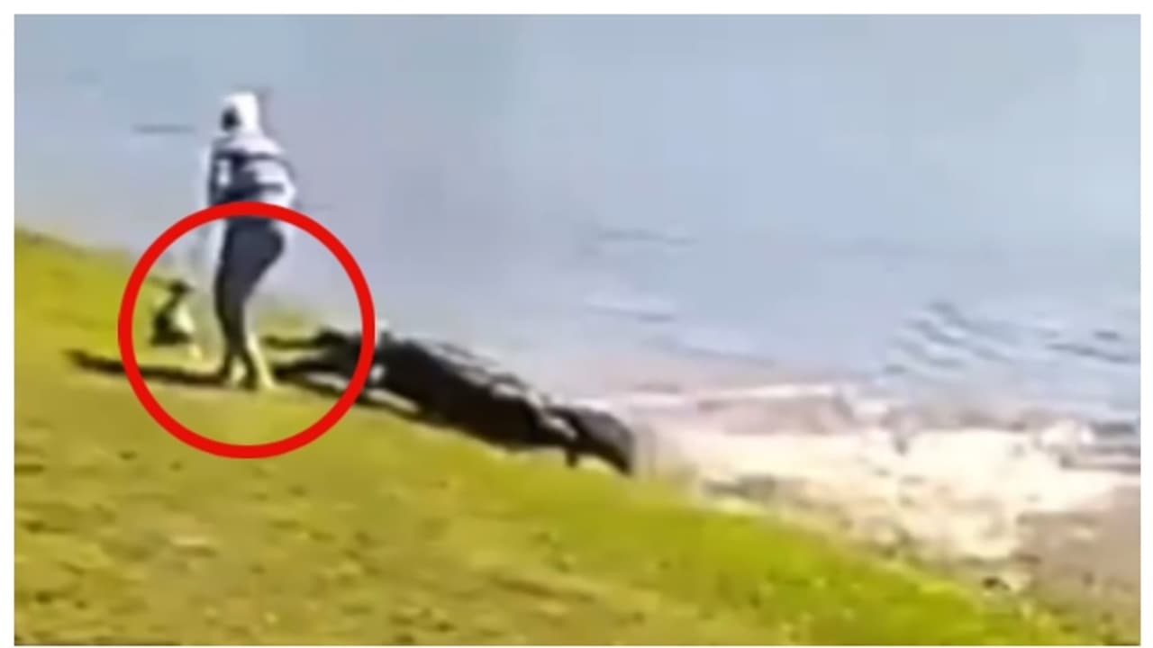 നായയുമായി നടക്കാനിറങ്ങി; ശബ്ദം കേട്ട് തിരിഞ്ഞ് നോക്കിയ സ്ത്രീ കണ്ടത് കാലിൽ കടിച്ച മുതലയെ; സംഭവം ഫ്ലോറിഡയിൽ 