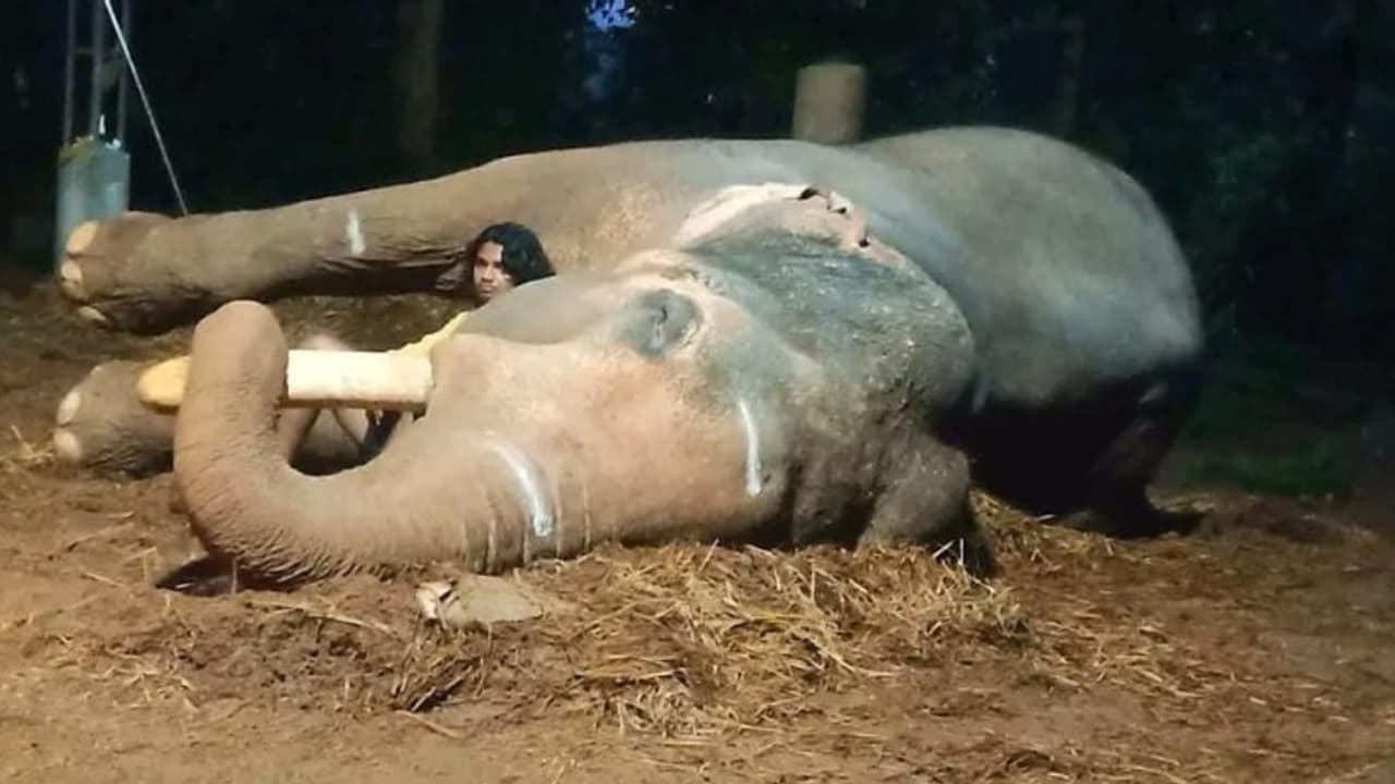 ജില്ലയിലെ തലപ്പൊക്കക്കാരൻ, കുറുപ്പത്ത് ശിവശങ്കര് ചരിഞ്ഞു ജില്ലയിലെ തലപ്പൊക്കക്കാരൻ, കുറുപ്പത്ത് ശിവശങ്കര് ചരിഞ്ഞു