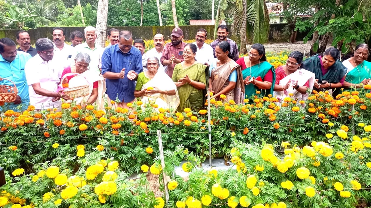 മന്ത്രിയുടെ വീട്ടിൽ വിരിഞ്ഞത് 3000 ഓളം ബന്തി, 30 സെന്റിൽ മഞ്ഞ വെള്ള പൂക്കൾ, അയൽക്കാര് ചേര്ന്ന് വിളവെടുപ്പ് മന്ത്രിയുടെ വീട്ടിൽ വിരിഞ്ഞത് 3000 ഓളം ബന്തി, 30 സെന്റിൽ മഞ്ഞ വെള്ള പൂക്കൾ, അയൽക്കാര് ചേര്ന്ന് വിളവെടുപ്പ്