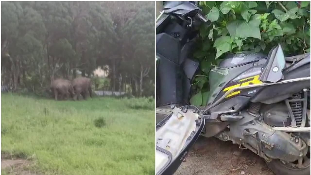 ഇടുക്കി കാന്തല്ലൂരിൽ ജനവാസമേഖലയിൽ നിന്ന് പിൻവാങ്ങാതെ കാട്ടാന; റോഡരികിൽ നിർത്തിയിട്ട ഇരുചക്രവാഹനം തകർത്തു ഇടുക്കി കാന്തല്ലൂരിൽ ജനവാസമേഖലയിൽ നിന്ന് പിൻവാങ്ങാതെ കാട്ടാന; റോഡരികിൽ നിർത്തിയിട്ട ഇരുചക്രവാഹനം തകർത്തു