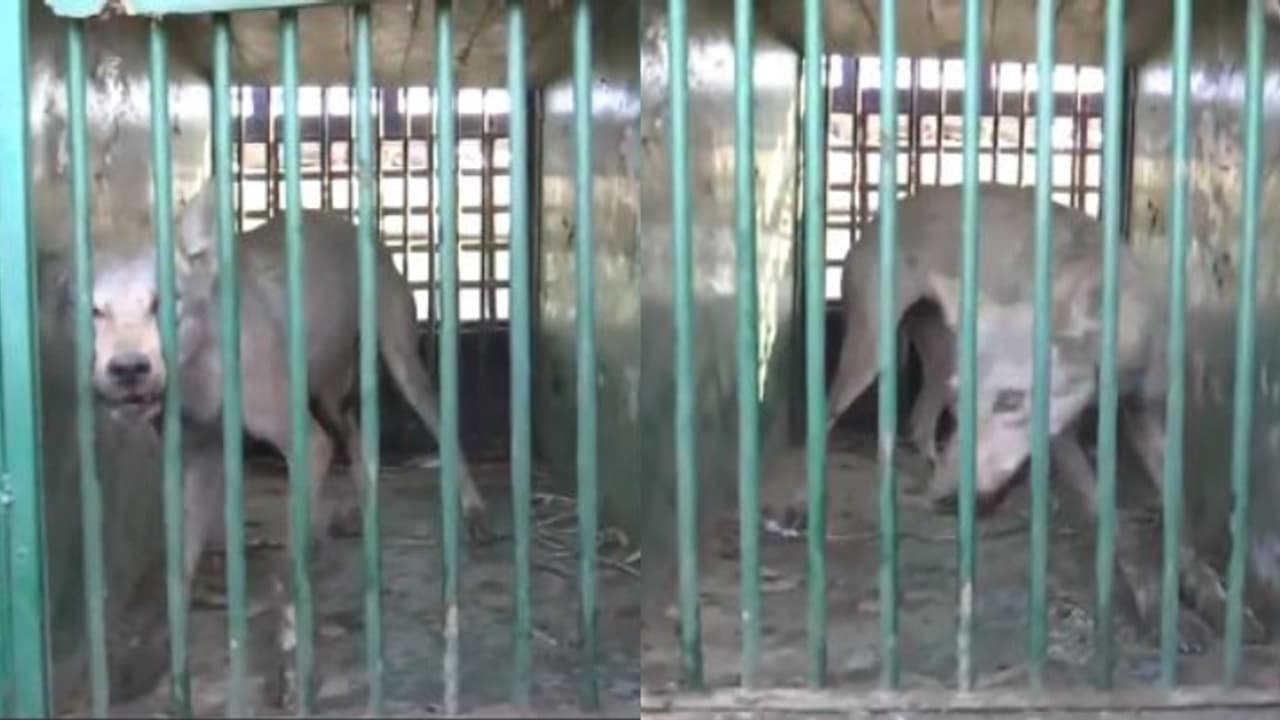 'ഡ്രോണിനെ പറ്റിക്കുന്ന ചെന്നായക്കൂട്ടം', യുപിയിൽ അഞ്ചാമത്തെ ചെന്നായ പിടിയിൽ, സ്മാർട്ട് മൃഗമെന്ന് വനംവകുപ്പ് 'ഡ്രോണിനെ പറ്റിക്കുന്ന ചെന്നായക്കൂട്ടം', യുപിയിൽ അഞ്ചാമത്തെ ചെന്നായ പിടിയിൽ, സ്മാർട്ട് മൃഗമെന്ന് വനംവകുപ്പ്