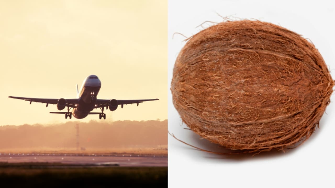 വിമാനത്തിൽ തേങ്ങ കൊണ്ടുപോകുന്നത് തെറ്റാണോ? പിടിക്കപ്പെട്ടാൽ എന്തുസംഭവിക്കും? വിമാനത്തിൽ തേങ്ങ കൊണ്ടുപോകുന്നത് തെറ്റാണോ? പിടിക്കപ്പെട്ടാൽ എന്തുസംഭവിക്കും?