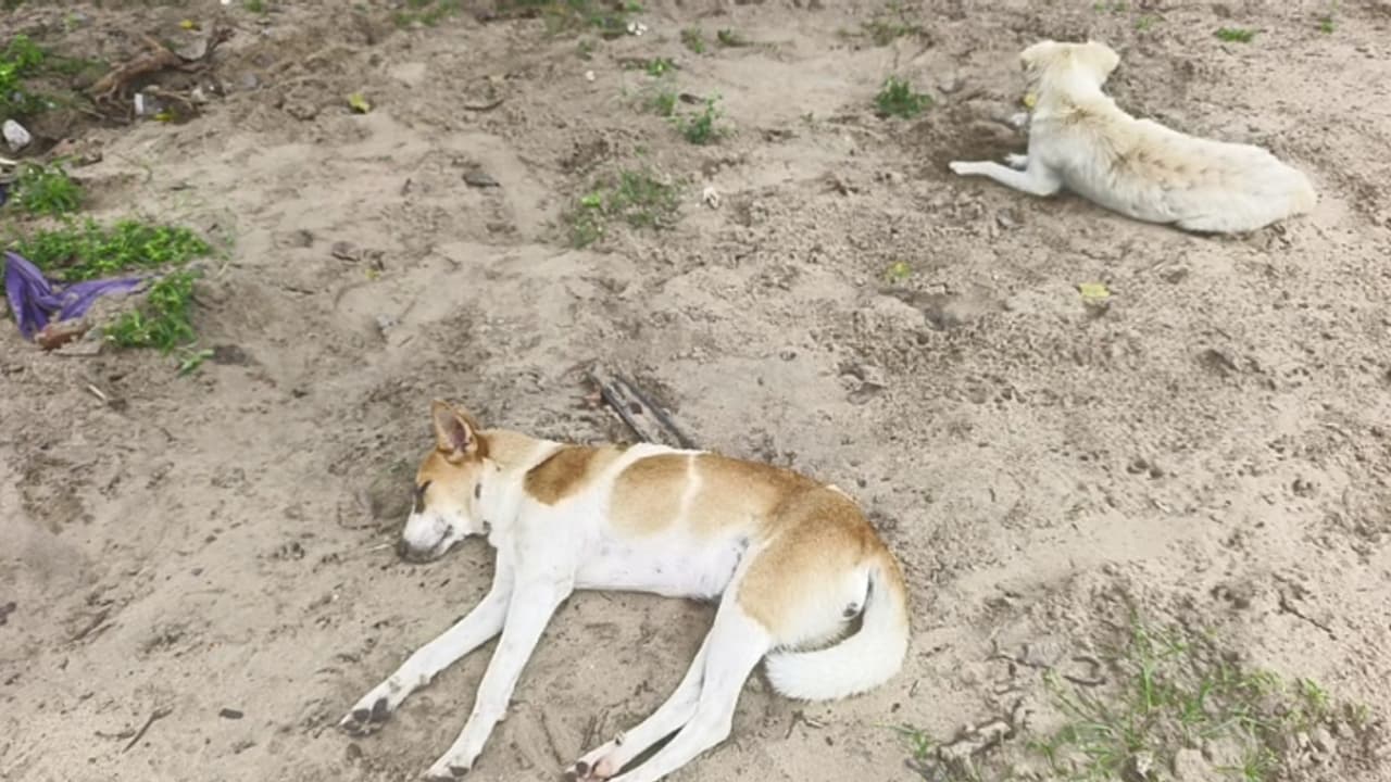 പായൽക്കുളങ്ങര ക്ഷേത്ര മൈതാനത്ത് അവശരായി നിരവധി നായ്ക്കൾ, പിന്നാലെ 11 എണ്ണം ചത്തുവീണു, വിഷം നൽകിയതെന്ന് സംശയം പായൽക്കുളങ്ങര ക്ഷേത്ര മൈതാനത്ത് അവശരായി നിരവധി നായ്ക്കൾ, പിന്നാലെ 11 എണ്ണം ചത്തുവീണു, വിഷം നൽകിയതെന്ന് സംശയം