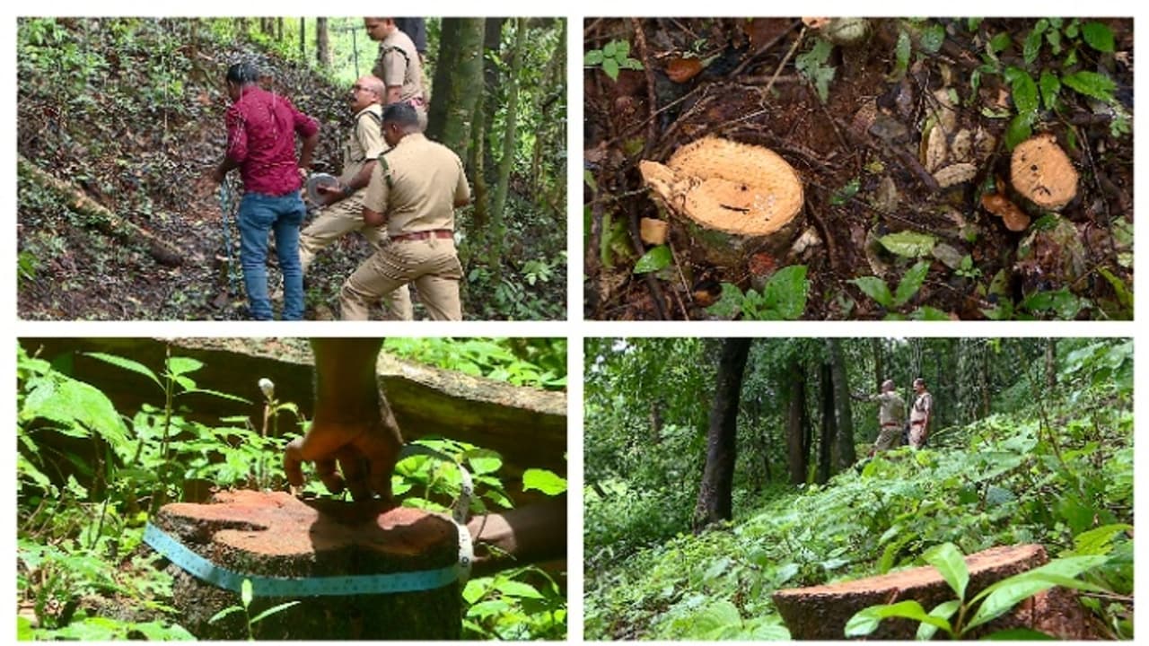 വയനാട് തലപ്പുഴയിലെ മരംമുറി; അന്വേഷണമാരംഭിച്ച് പ്രത്യേക അന്വേഷണ സംഘം; 10 ദിവസത്തിനുള്ളിൽ റിപ്പോർട്ട്