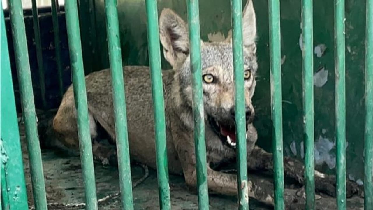 50 ಹಳ್ಳಿಗಳಲ್ಲಿ ಭೀತಿ ಸೃಷ್ಟಿಸಿ 8 ಜನರ ಕೊಂದಿದ್ದ 5ನೇ ನರಹಂತಕ ತೋಳ ಸೆರೆ 50 ಹಳ್ಳಿಗಳಲ್ಲಿ ಭೀತಿ ಸೃಷ್ಟಿಸಿ 8 ಜನರ ಕೊಂದಿದ್ದ 5ನೇ ನರಹಂತಕ ತೋಳ ಸೆರೆ