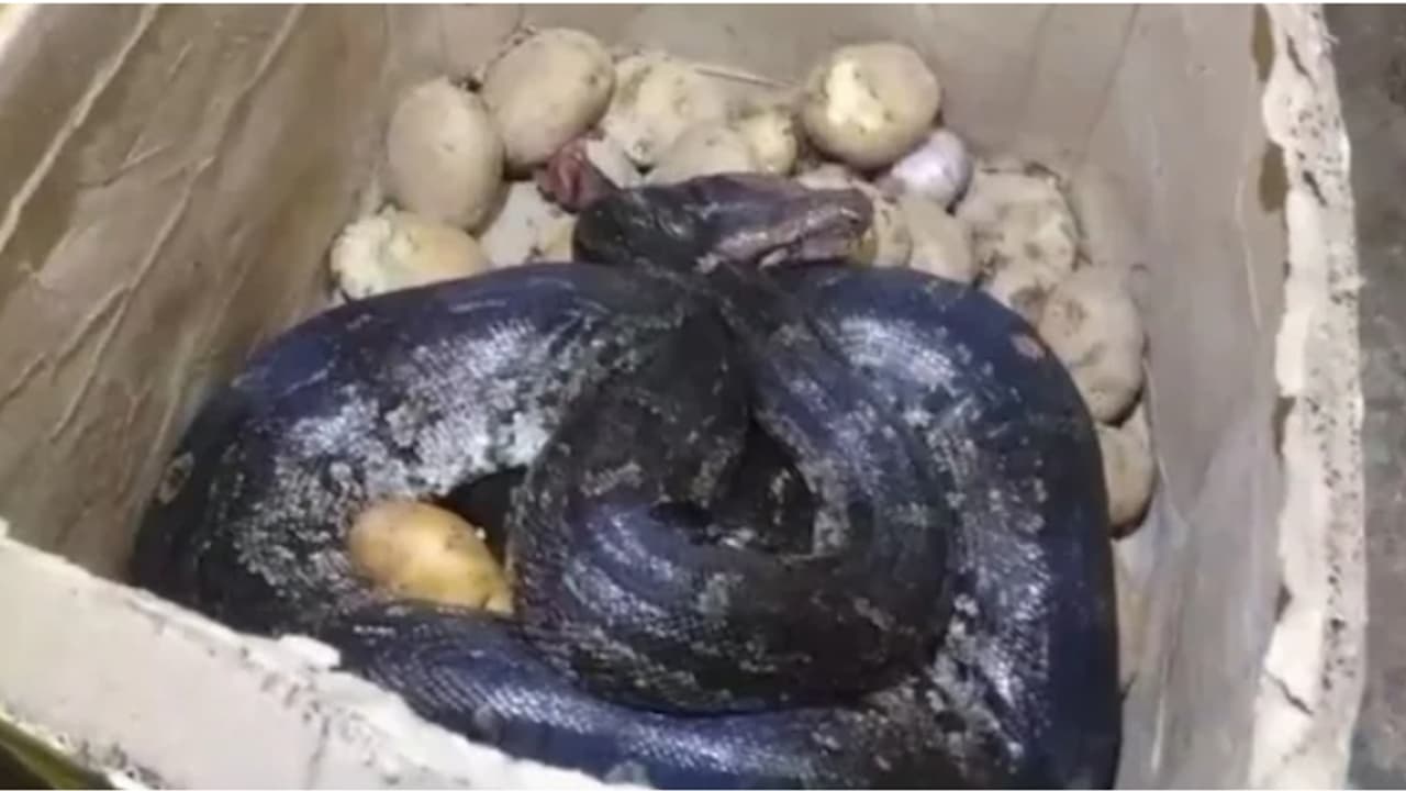 എട്ടടി നീളം, ഹോട്ടലിലെ ഉരുളക്കിഴങ്ങ് പെട്ടിക്കുള്ളിൽ ചുരുണ്ടുകിടക്കുന്നു! പേടിച്ചോടി ജീവനക്കാരൻ എട്ടടി നീളം, ഹോട്ടലിലെ ഉരുളക്കിഴങ്ങ് പെട്ടിക്കുള്ളിൽ ചുരുണ്ടുകിടക്കുന്നു! പേടിച്ചോടി ജീവനക്കാരൻ