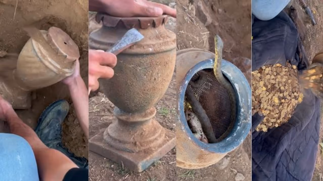 ಇಲ್ಲೊಂದು ನಿಧಿ ಸಿಕ್ಕಿದೆ, ಆದ್ರೆ ಅದರೊಳಗೊಂದು ಹಾವಿದೆ!