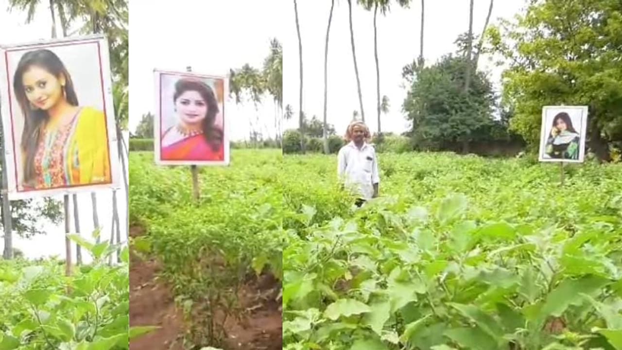 ಬಾಗಲಕೋಟೆಯಲ್ಲಿ ರೈತನ ಬೆಳೆ ಕಾಯುವ ಅಮೂಲ್ಯ, ರಚಿತಾರಾಮ್ ಹಾಗೂ ರಾಧಿಕಾ ಪಂಡಿತ್: ಏನಿದು ಹೊಸ ಟ್ರಿಕ್ಸ್