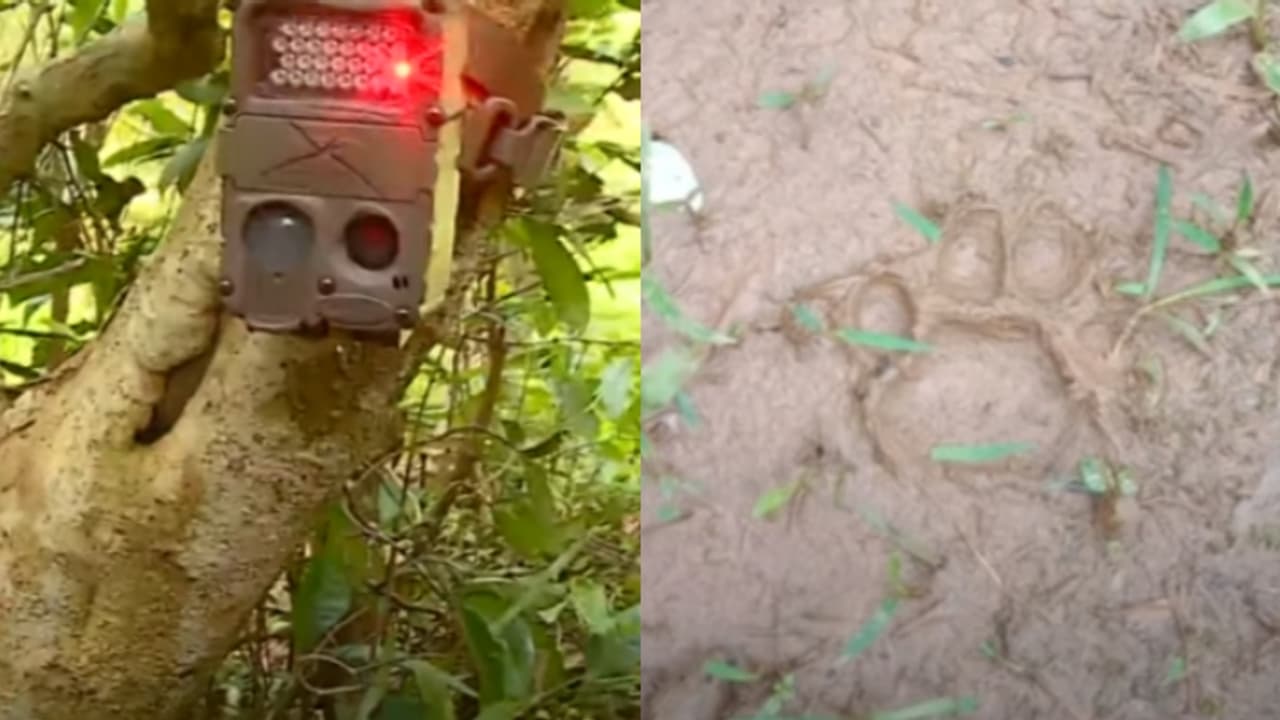 വളര്ത്തുനായകളേയും തെരുവുനായകളേയും കാണാതാകുന്നു, 4 ക്യാമറ വച്ചെങ്കിലും ഒന്നും പതിഞ്ഞില്ല; പുലിപ്പേടിയിൽ ഗ്രാമം വളര്ത്തുനായകളേയും തെരുവുനായകളേയും കാണാതാകുന്നു, 4 ക്യാമറ വച്ചെങ്കിലും ഒന്നും പതിഞ്ഞില്ല; പുലിപ്പേടിയിൽ ഗ്രാമം