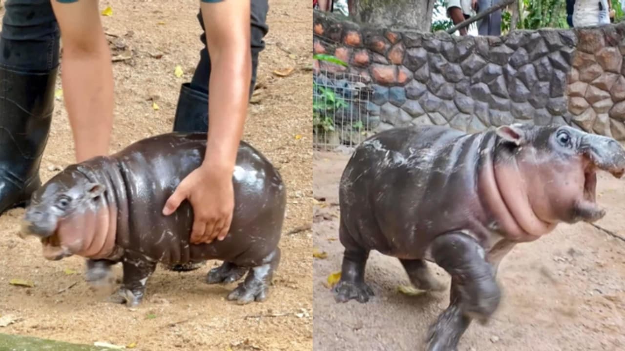 റീലെടുക്കണം 'മൂ'വിനൊപ്പം വൈറലാകണം, സന്ദർശിക്കാൻ എത്തുന്നവരോട് മര്യാദയ്ക്ക് പെരുമാറാൻ മൃഗശാല അധികൃതർ റീലെടുക്കണം 'മൂ'വിനൊപ്പം വൈറലാകണം, സന്ദർശിക്കാൻ എത്തുന്നവരോട് മര്യാദയ്ക്ക് പെരുമാറാൻ മൃഗശാല അധികൃതർ