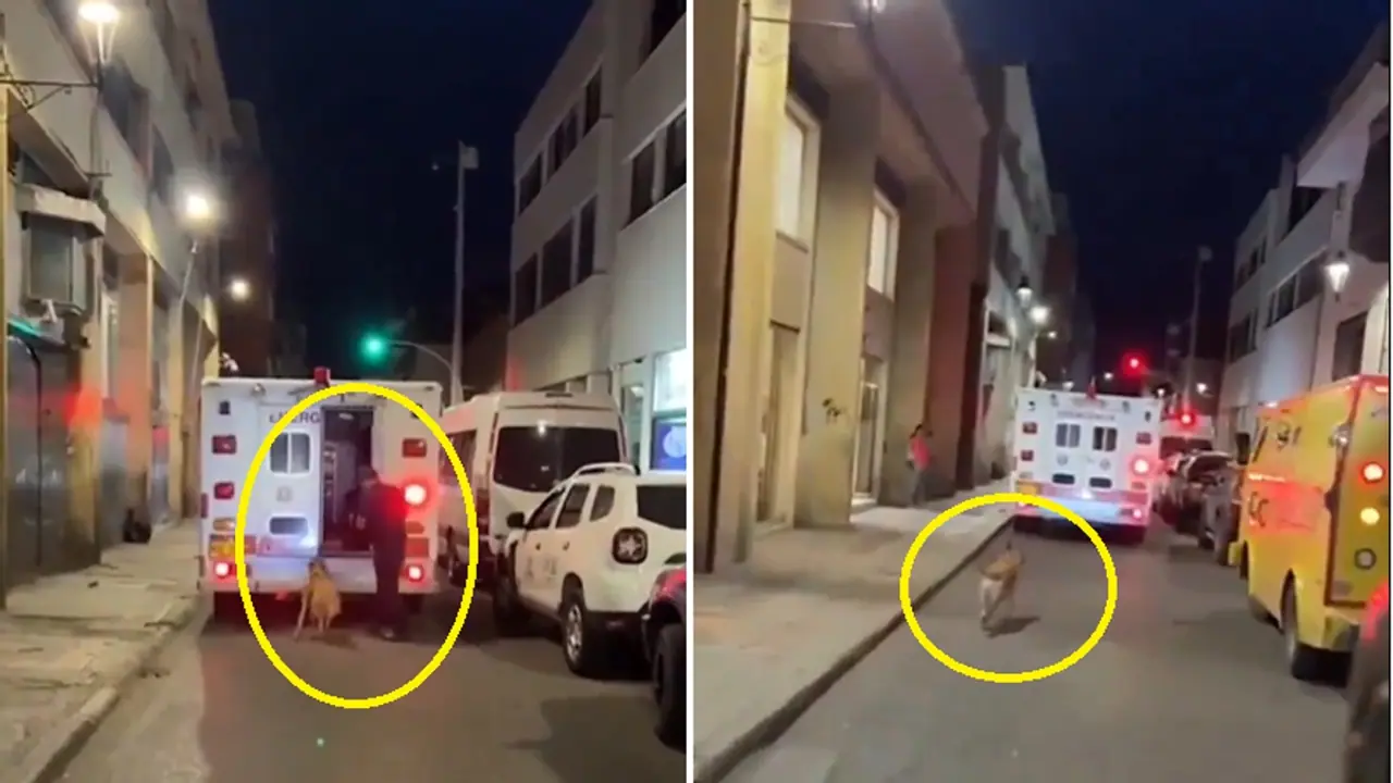 ಅಸ್ವಸ್ಥ ಮಾಲೀಕನಿದ್ದ ಆ್ಯಂಬುಲೆನ್ಸ್ ಹಿಂದೆ ಬಂದ ನಾಯಿ ನೋಡಿ ವೈದ್ಯ ಮಾಡಿದ್ದೇನು? ಮನತಟ್ಟಿದ ದೃಶ್ಯ! ಅಸ್ವಸ್ಥ ಮಾಲೀಕನಿದ್ದ ಆ್ಯಂಬುಲೆನ್ಸ್ ಹಿಂದೆ ಬಂದ ನಾಯಿ ನೋಡಿ ವೈದ್ಯ ಮಾಡಿದ್ದೇನು? ಮನತಟ್ಟಿದ ದೃಶ್ಯ!