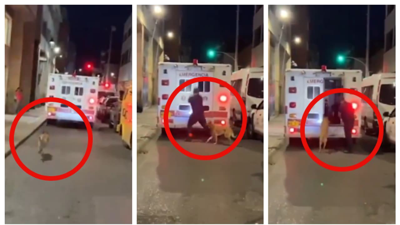 ആശുപത്രിയിലേക്ക് പോകുന്ന ഉടമയെ പിന്തുടർന്ന നായയെയും ആംബുലന്‍സിൽ കയറ്റി ഡ്രൈവർ; കൈയടിച്ച് സോഷ്യൽ മീഡിയ