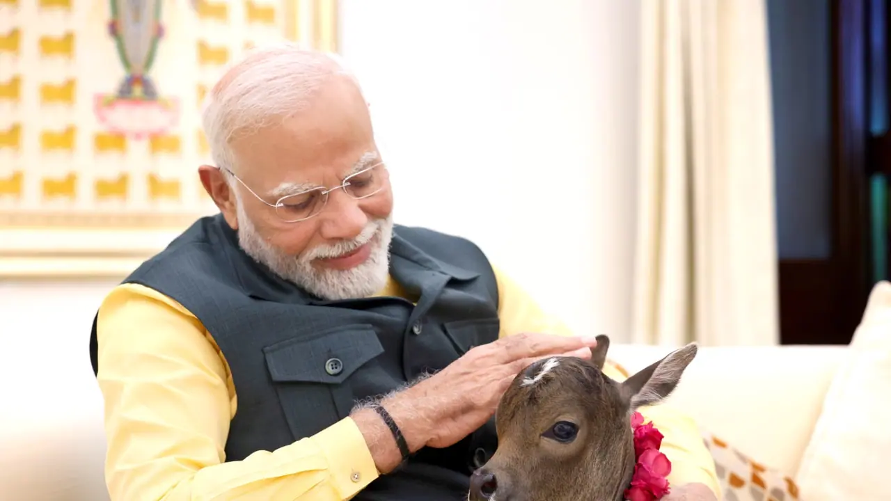 PM Modi welcomes new born calf to Lok Kalyan Marg residence (WATCH)
