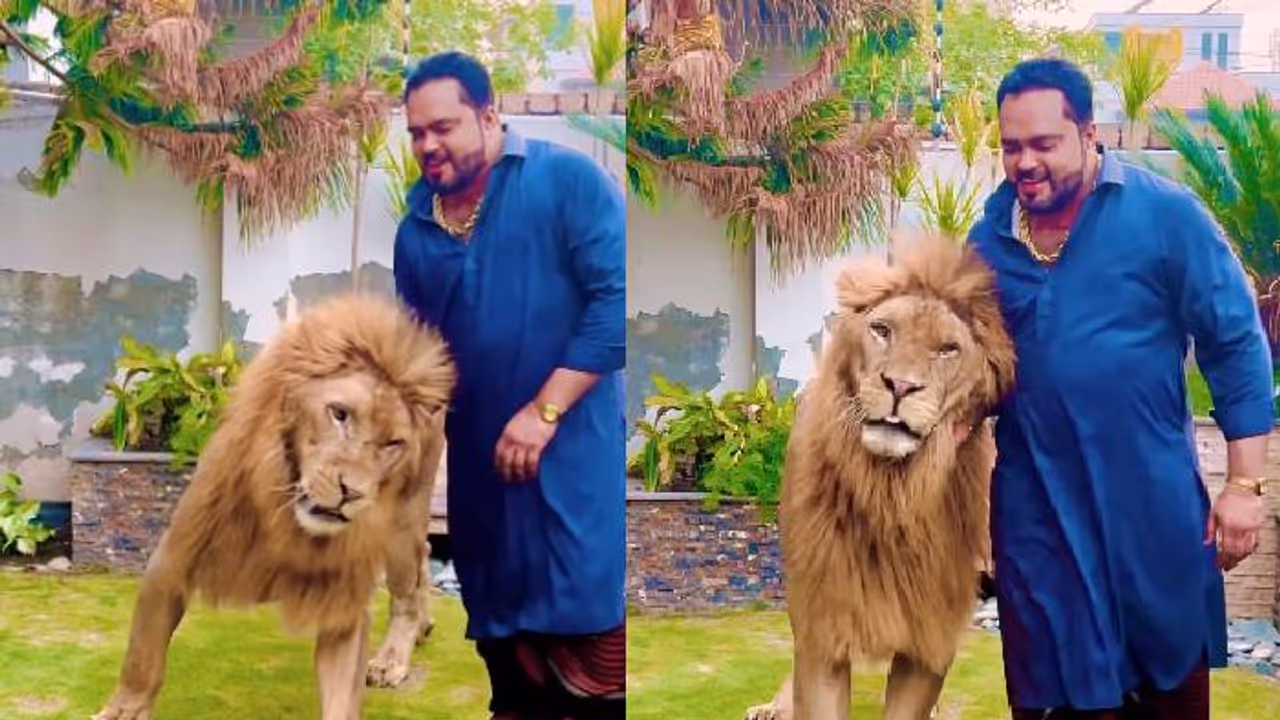 ഒന്നുമില്ലെങ്കിലും ഞാൻ കാട്ടിലെ രാജാവല്ലേടോ? സിംഹത്തിനൊപ്പം നടന്ന് യുവാവ്, വീഡിയോയ്‍ക്ക് വിമർശനം