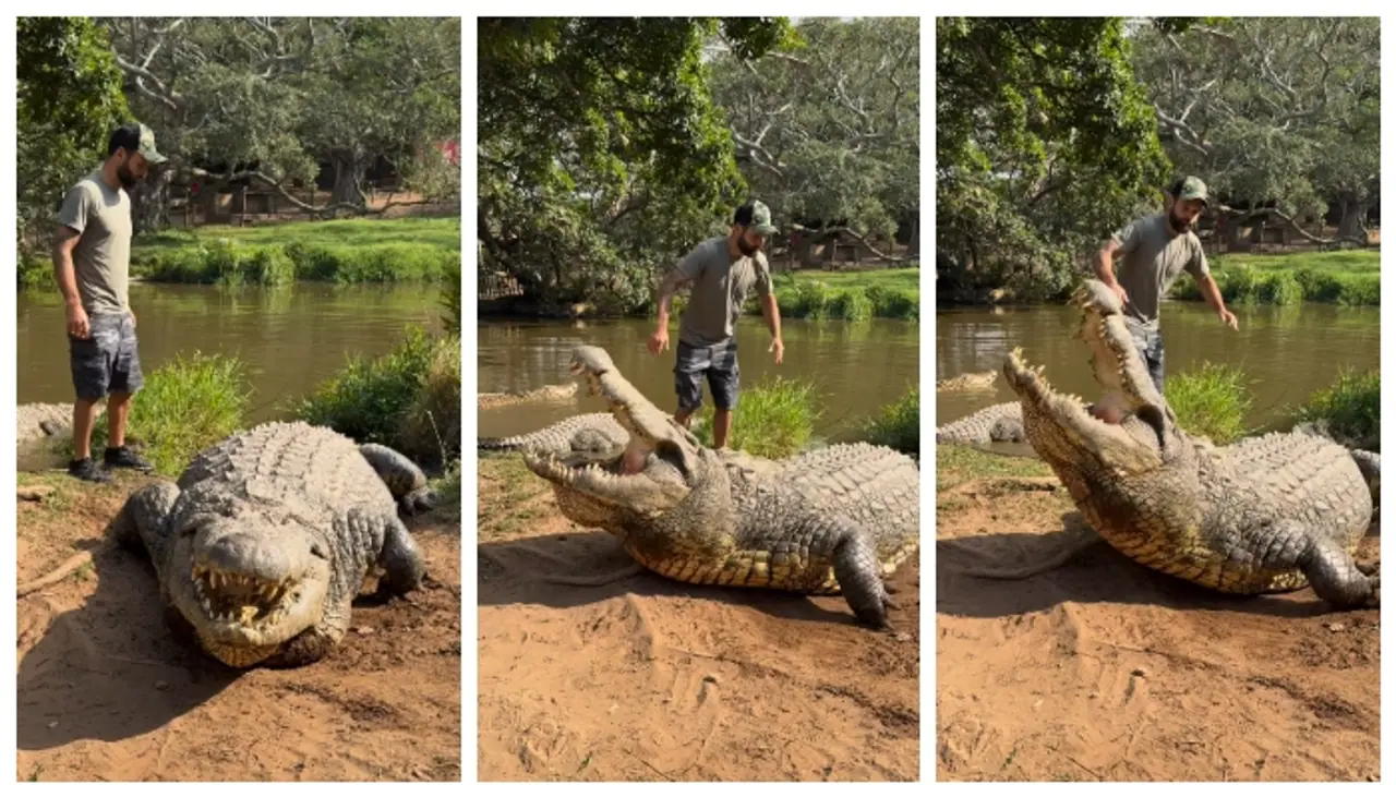 124 വയസുള്ള മുതലയുമായി 'ഗുസ്തി' പിടിക്കുന്നയാളുടെ വീഡിയോ കണ്ട് അമ്പരന്ന് സോഷ്യൽ മീഡിയ 