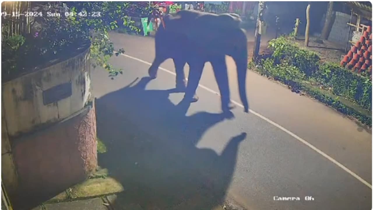 പേരാമ്പ്രയിൽ കാട്ടാന ഇറങ്ങി, നഗരത്തിനോട് ചേർന്ന ഭാഗത്ത് ആനയെ കണ്ടത് നടക്കാനിറങ്ങിയ നാട്ടുകാർ പേരാമ്പ്രയിൽ കാട്ടാന ഇറങ്ങി, നഗരത്തിനോട് ചേർന്ന ഭാഗത്ത് ആനയെ കണ്ടത് നടക്കാനിറങ്ങിയ നാട്ടുകാർ