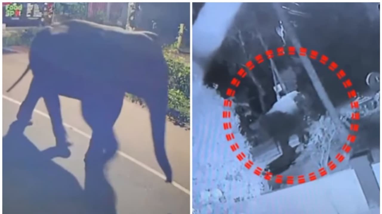 കോഴിക്കോട് പേരാമ്പ്രയില് ജനവാസ മേഖലയിൽ കാട്ടാനയിറങ്ങി; ആശങ്കയോടെ നാട്ടുകാർ, ജാഗ്രതാ നിര്ദേശം കോഴിക്കോട് പേരാമ്പ്രയില് ജനവാസ മേഖലയിൽ കാട്ടാനയിറങ്ങി; ആശങ്കയോടെ നാട്ടുകാർ, ജാഗ്രതാ നിര്ദേശം