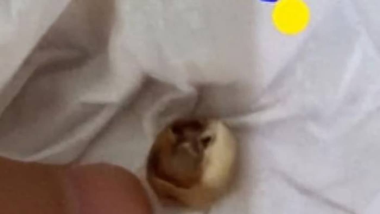 സൂപ്പർമാർക്കറ്റിൽ നിന്നും വാങ്ങിയ കേക്കിൽ പല്ല്, അന്വേഷണം ആരംഭിച്ച് പൊലീസ് സൂപ്പർമാർക്കറ്റിൽ നിന്നും വാങ്ങിയ കേക്കിൽ പല്ല്, അന്വേഷണം ആരംഭിച്ച് പൊലീസ്