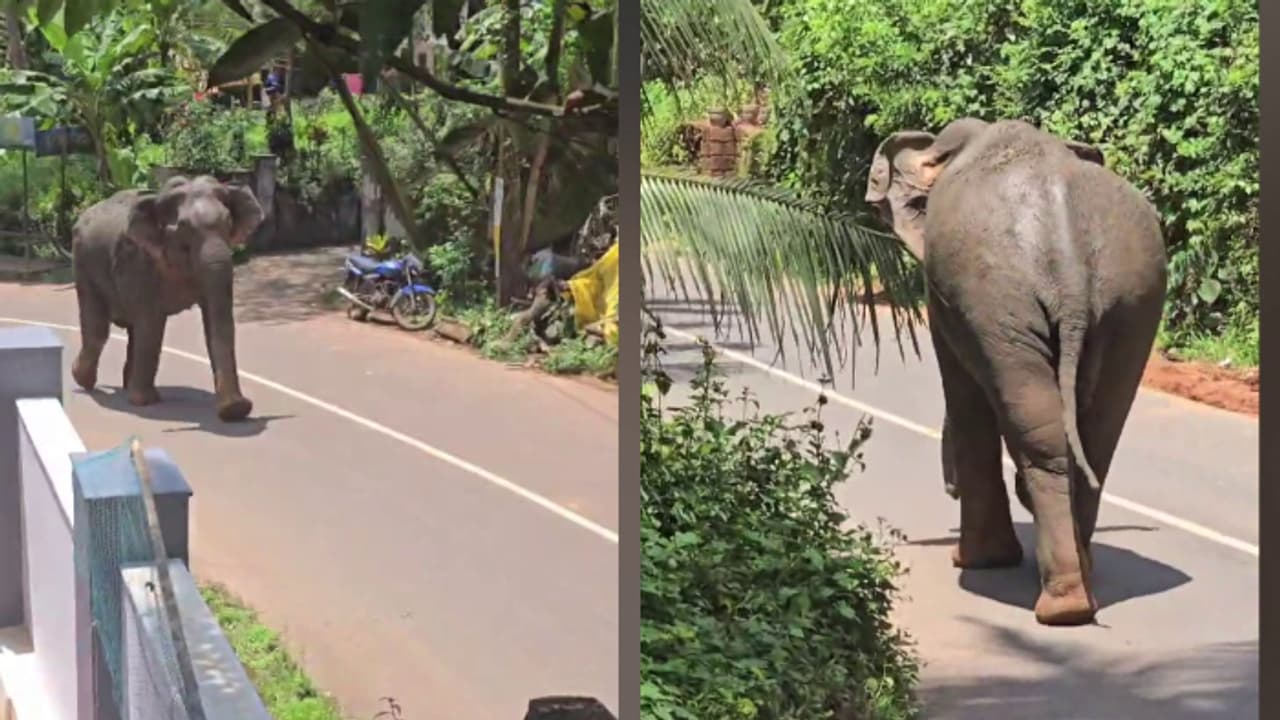 തിരുവോണ ദിനത്തിൽ പേരാമ്പ്രയെ ഭീതിയിലാഴ്ത്തി കാട്ടാനയുടെ പരാക്രമം; മണിക്കൂറുകൾക്കൊടുവിൽ കാട്ടിലേക്ക് തുരത്തി