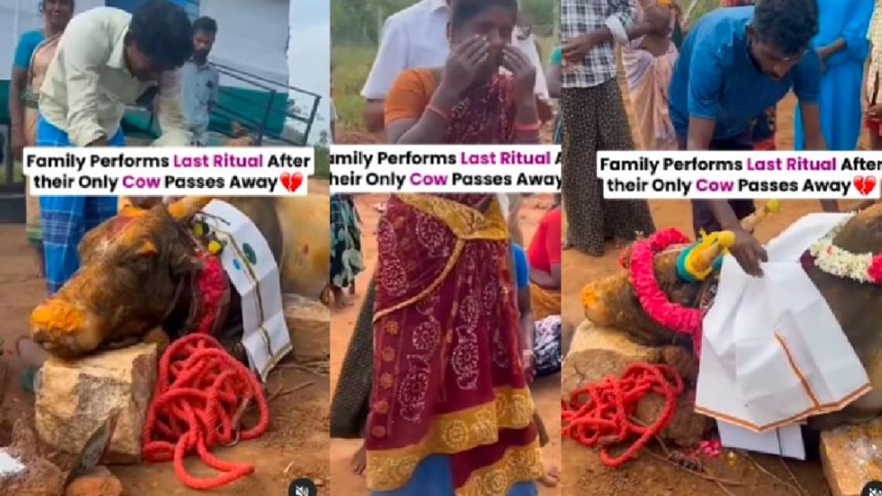 ಅಗಲಿದ ಪ್ರೀತಿಯ ಹಸುವಿಗೆ ಮನುಷ್ಯರಂತೆ ಅಂತಸಂಸ್ಕಾರ ನಡೆಸಿದ ಕುಟುಂಬ: ವೀಡಿಯೋ ವೈರಲ್