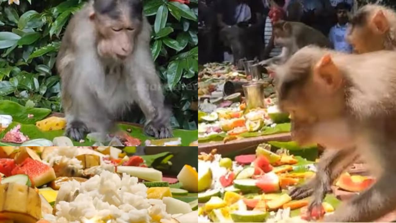 തൂശനിലയിട്ട് ഉപ്പിടാത്ത ചോറും 14 ഇനം വിഭവങ്ങളും, വയറുനിറച്ചുണ്ട് കുരങ്ങന്മാർ, മനം നിറഞ്ഞ് കുട്ടികളും തൂശനിലയിട്ട് ഉപ്പിടാത്ത ചോറും 14 ഇനം വിഭവങ്ങളും, വയറുനിറച്ചുണ്ട് കുരങ്ങന്മാർ, മനം നിറഞ്ഞ് കുട്ടികളും