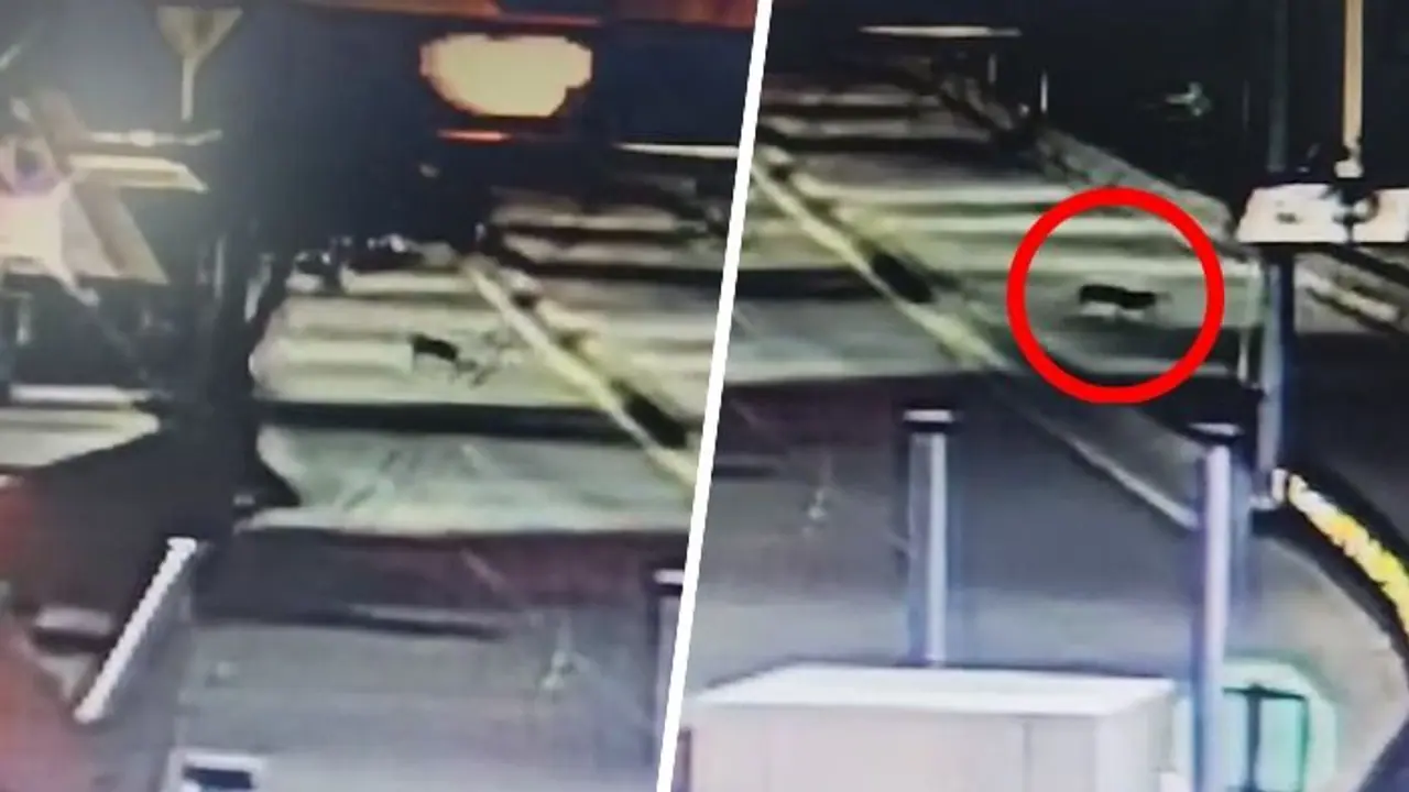 Bengaluru: Leopard spotted crossing road near Electronic City toll plaza, residents cautioned (WATCH)