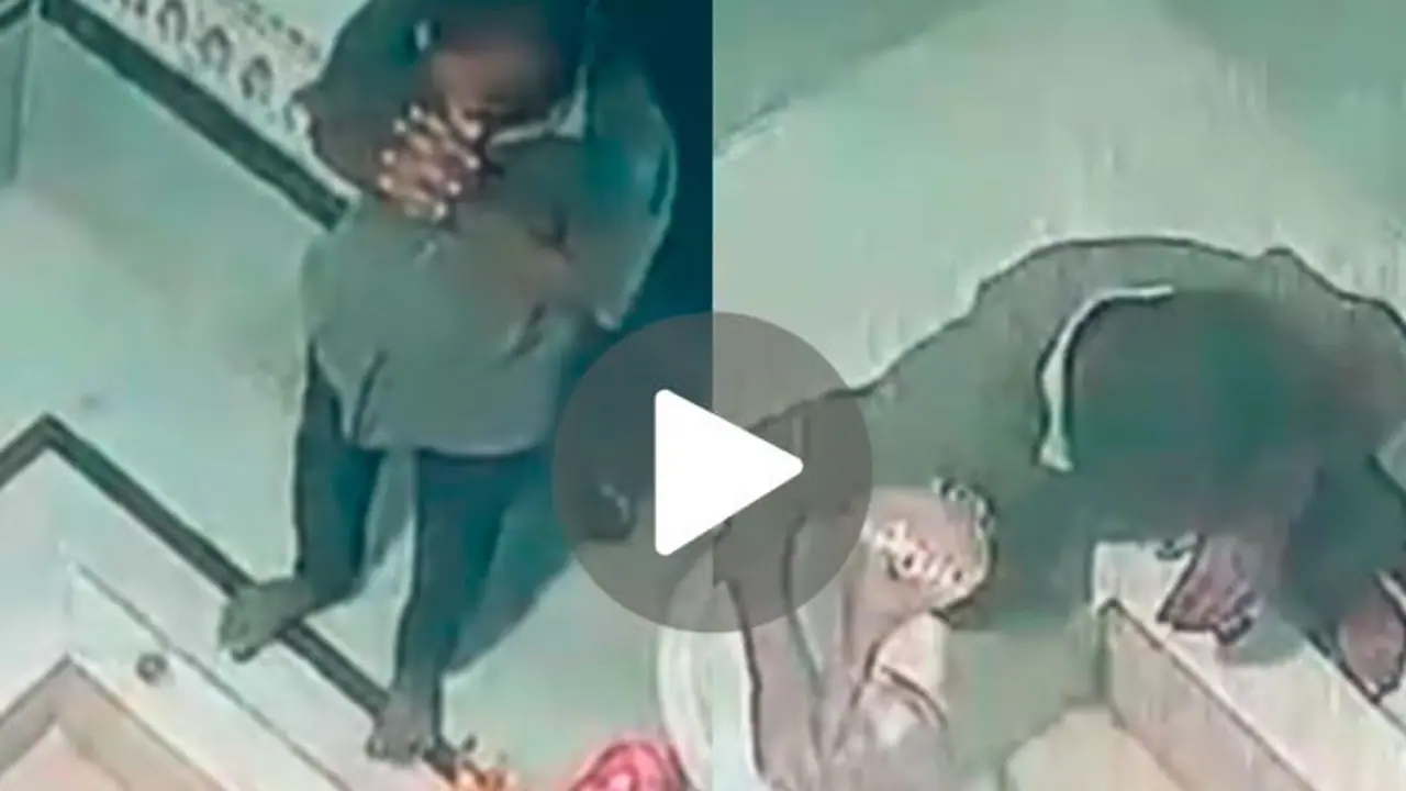 ದೇವರಿಗೆ ಕೈ ಮುಗಿದು ದೇವರನ್ನೇ ಕದ್ದ ಕಳ್ಳ: ವೀಡಿಯೋ ವೈರಲ್ ದೇವರಿಗೆ ಕೈ ಮುಗಿದು ದೇವರನ್ನೇ ಕದ್ದ ಕಳ್ಳ: ವೀಡಿಯೋ ವೈರಲ್