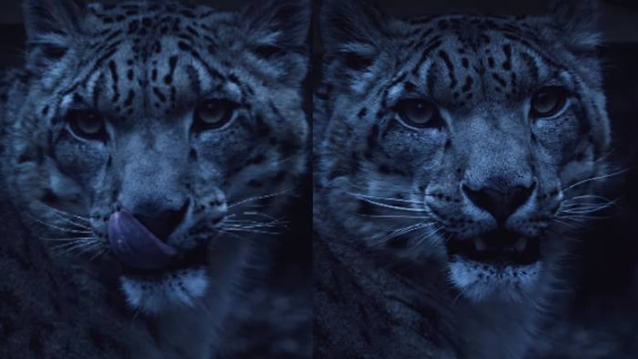 എന്താ നോട്ടം, എന്താ ഗാംഭീര്യം; ക്യാമറയിലേക്കുറ്റുനോക്കി ഹിമപ്പുലി, വന്യസൗന്ദര്യം പകര്ത്തി ഫോട്ടോഗ്രാഫര് എന്താ നോട്ടം, എന്താ ഗാംഭീര്യം; ക്യാമറയിലേക്കുറ്റുനോക്കി ഹിമപ്പുലി, വന്യസൗന്ദര്യം പകര്ത്തി ഫോട്ടോഗ്രാഫര്