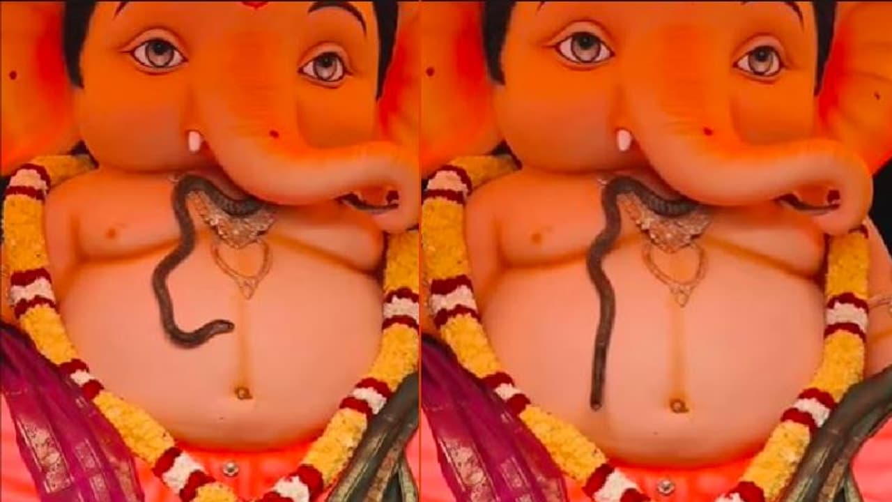 ಗಣಪತಿ ಬಪ್ಪನ ನೋಡಲು ಬಂದ ನಾಗರ: ತಿರುಪತಿ ವೀಡಿಯೋ ಸಖತ್ ವೈರಲ್