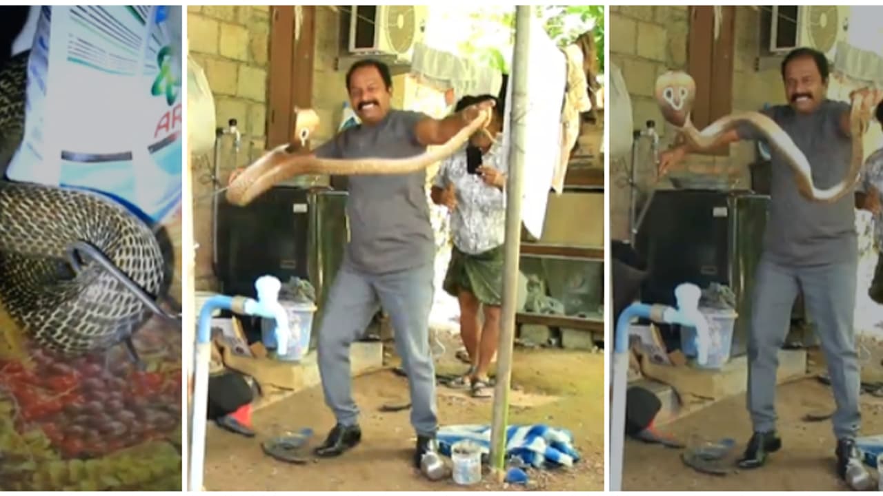 പിടിക്കാൻ നോക്കിയപ്പോൾ ചീറ്റി, പോകാൻ കൂട്ടാക്കാതെ അടുക്കളയിൽ ഒളിച്ച മൂർഖൻ; അത്ഭുതകരമായി രക്ഷപ്പെട്ട് വീട്ടുകാർ പിടിക്കാൻ നോക്കിയപ്പോൾ ചീറ്റി, പോകാൻ കൂട്ടാക്കാതെ അടുക്കളയിൽ ഒളിച്ച മൂർഖൻ; അത്ഭുതകരമായി രക്ഷപ്പെട്ട് വീട്ടുകാർ