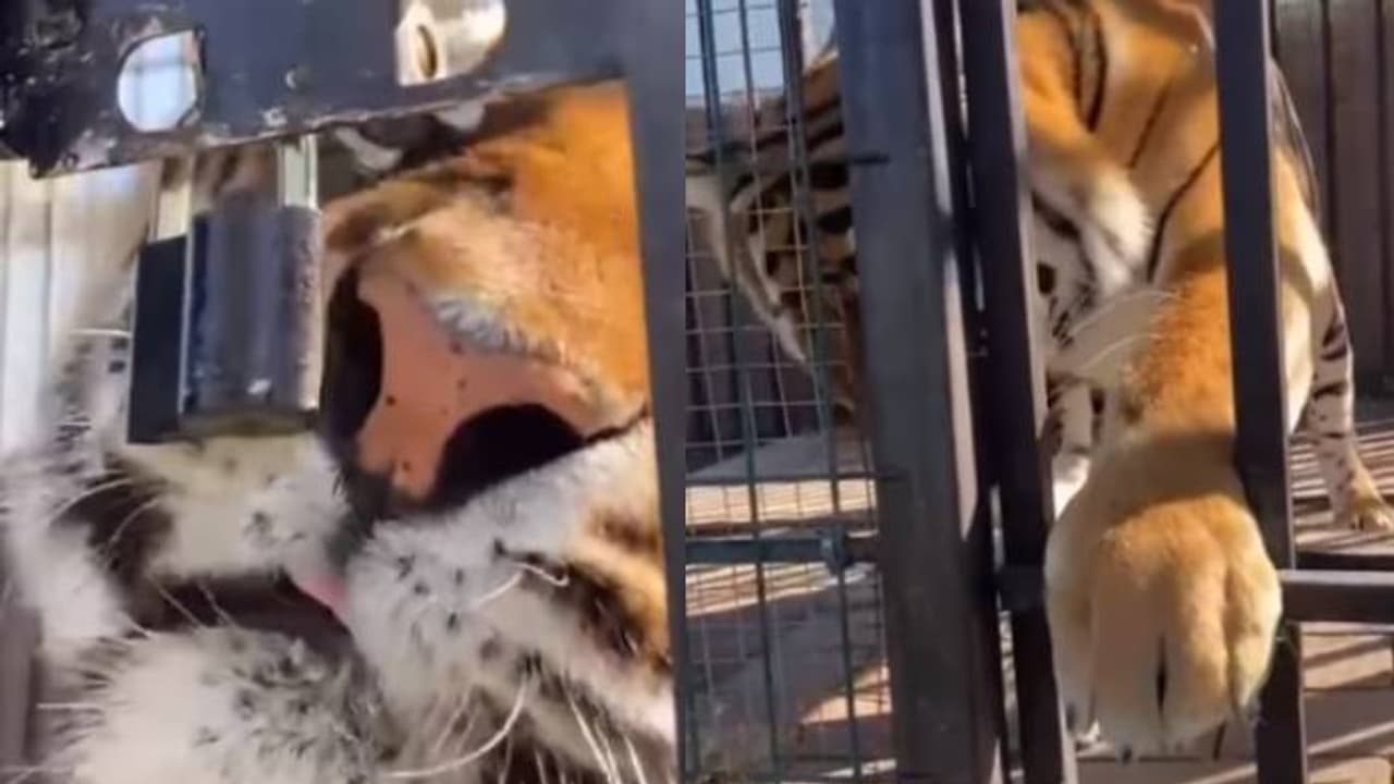 എന്റെ മോനേ, ഒരു കടുവ പൂട്ട് പൊളിച്ച് പുറത്തുപോവുന്നതല്ലേ ആ കണ്ടത്, കാഴ്ചക്കാരെ ഞെട്ടിച്ച് വീഡിയോ