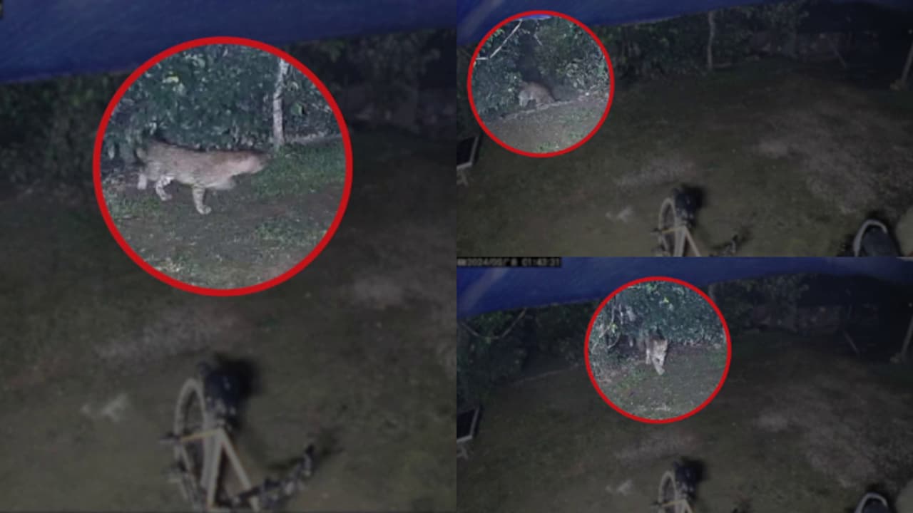 നായയുടെ നിര്‍ത്താതെയുള്ള കുര, ജനലിലൂടെ പുറത്തേക്ക് നോക്കിയപ്പോൾ മുറ്റത്തൊരു പുലി! ഭയന്നുവിറച്ച് വീട്ടുകാർ