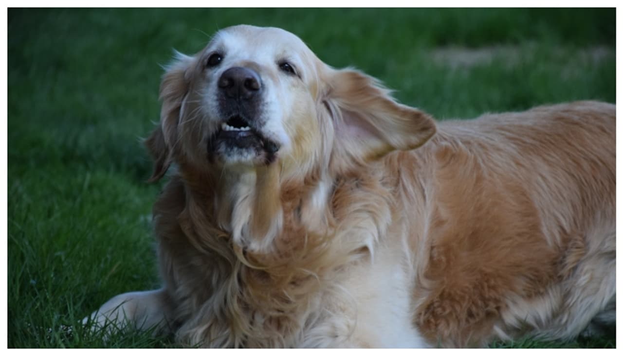 മൂന്ന് വർഷത്തെ കാത്തിരിപ്പ്, ഗർഭധാരണം, പക്ഷേ അയൽവാസിയുടെ നായ ആക്രമിച്ചതോടെ അലസി; ഒടുവിൽ 10 ലക്ഷം നഷ്ടപരിഹാരം 