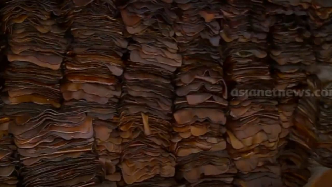 രണ്ട് മാസമായുള്ള മോഹവിലയ്ക്കൊടുവിൽ കൂപ്പുകുത്തി റബ്ബർ വില; കർഷകർക്ക് നിരാശ