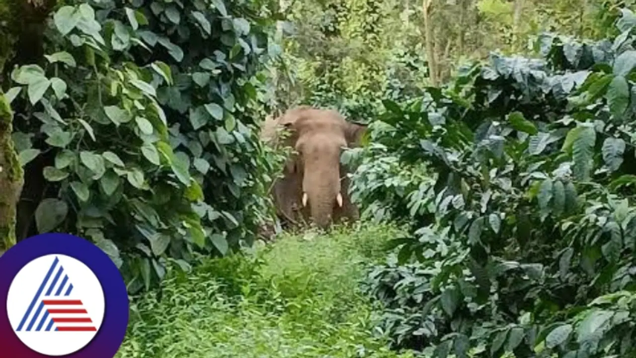 ടാപ്പിങ് തൊഴിലാളി മരിച്ച നിലയിൽ , ആനയുടെ ചവിട്ടേറ്റ് മരണമെന്ന് പ്രാഥമിക നിഗമനം ടാപ്പിങ് തൊഴിലാളി മരിച്ച നിലയിൽ , ആനയുടെ ചവിട്ടേറ്റ് മരണമെന്ന് പ്രാഥമിക നിഗമനം