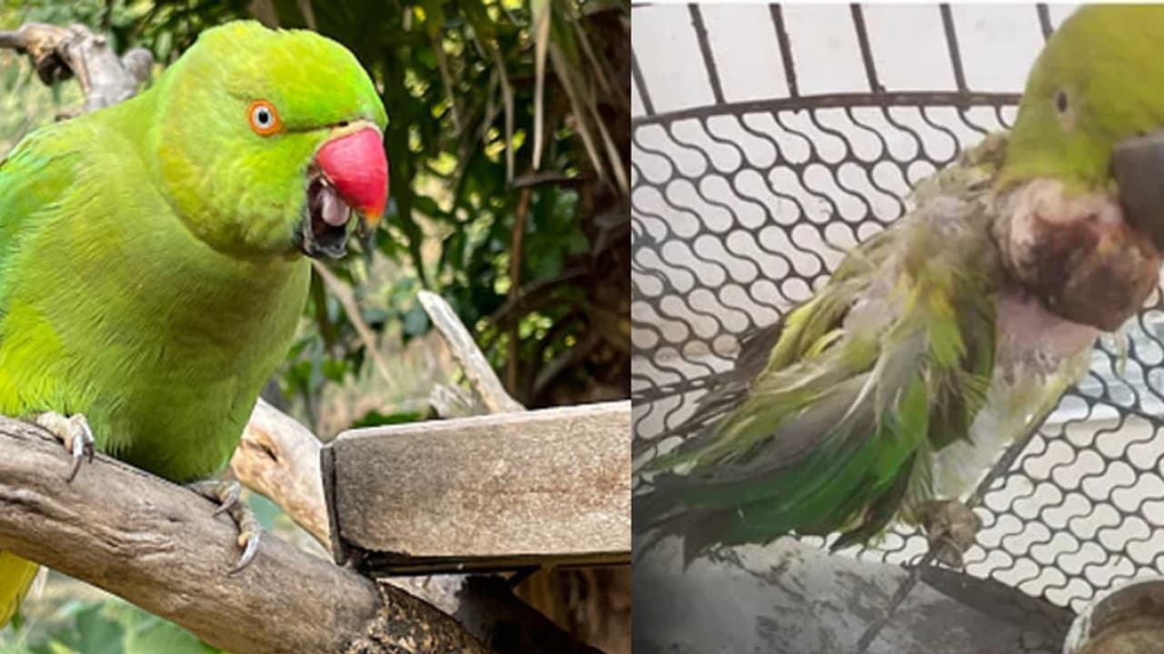 21 വയസുള്ള തത്തയുടെ കഴുത്തിൽ ട്യൂമർ, 2 മണിക്കൂർ നീണ്ട ശസ്ത്രക്രിയ വിജയം; 20 ഗ്രാം തൂക്കം വരുന്ന മുഴ നീക്കി! 21 വയസുള്ള തത്തയുടെ കഴുത്തിൽ ട്യൂമർ, 2 മണിക്കൂർ നീണ്ട ശസ്ത്രക്രിയ വിജയം; 20 ഗ്രാം തൂക്കം വരുന്ന മുഴ നീക്കി!