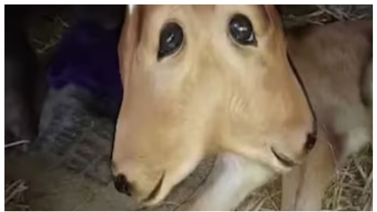 ഒരു ശരീരം ഇരുതല; കർണ്ണാടകയിലെ മംഗളൂരുവില്‍ ഇരട്ട തലയോടെ ജനിച്ച പശുക്കുട്ടിയെ കാണാന്‍ ജനത്തിരക്ക് 