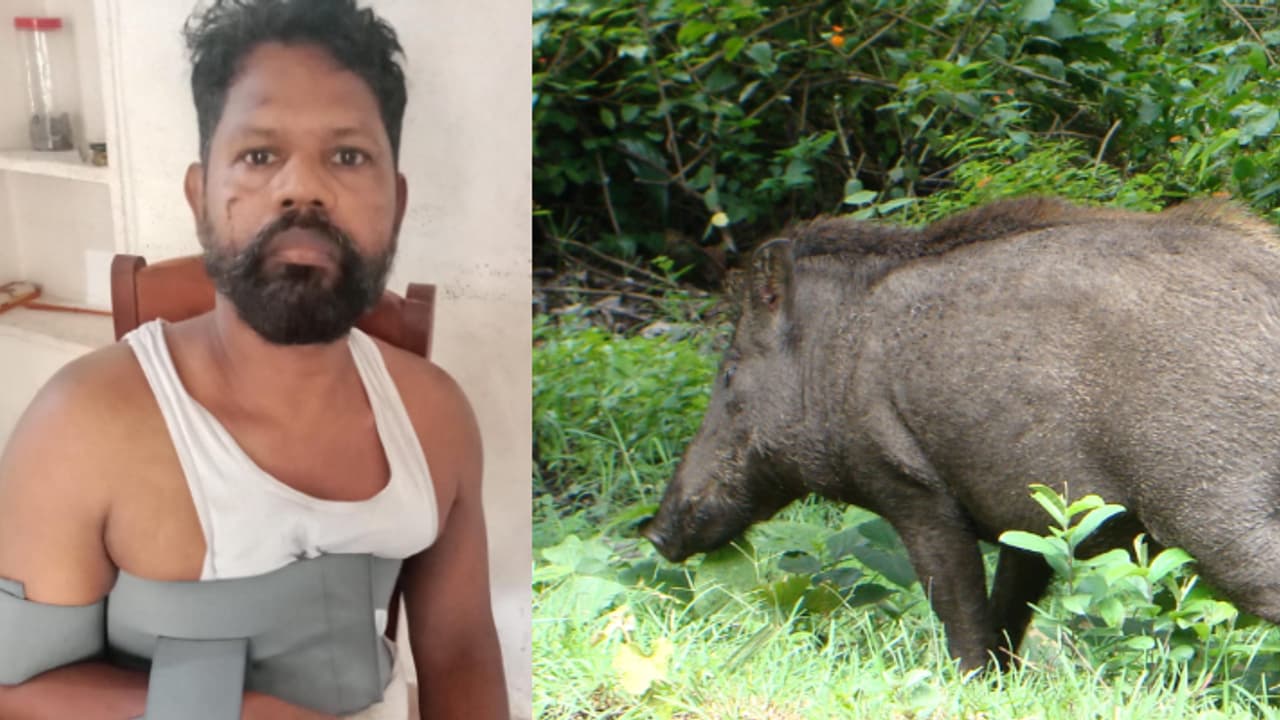 ചായക്കട തുറക്കാനായി പുലര്ച്ചെ പുറപ്പെട്ടു, കാട്ടുപന്നിക്കൂട്ടം സ്കൂട്ടർ കുത്തിമറിച്ചു, 54 കാരന് പരിക്കേറ്റു ചായക്കട തുറക്കാനായി പുലര്ച്ചെ പുറപ്പെട്ടു, കാട്ടുപന്നിക്കൂട്ടം സ്കൂട്ടർ കുത്തിമറിച്ചു, 54 കാരന് പരിക്കേറ്റു