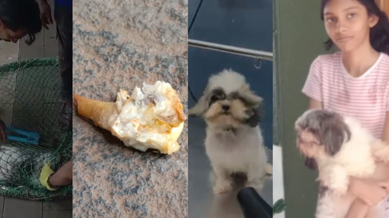 ഭക്ഷണം കഴിക്കുമ്പോൾ അസ്വസ്ഥത, നോക്കിയപ്പോൾ ഷിറ്റ്സുവിന്‍റെ തൊണ്ടയിൽ എല്ലിൻ കഷ്ണം; ചോക്കിംഗിലൂടെ പുറത്തെടുത്തു