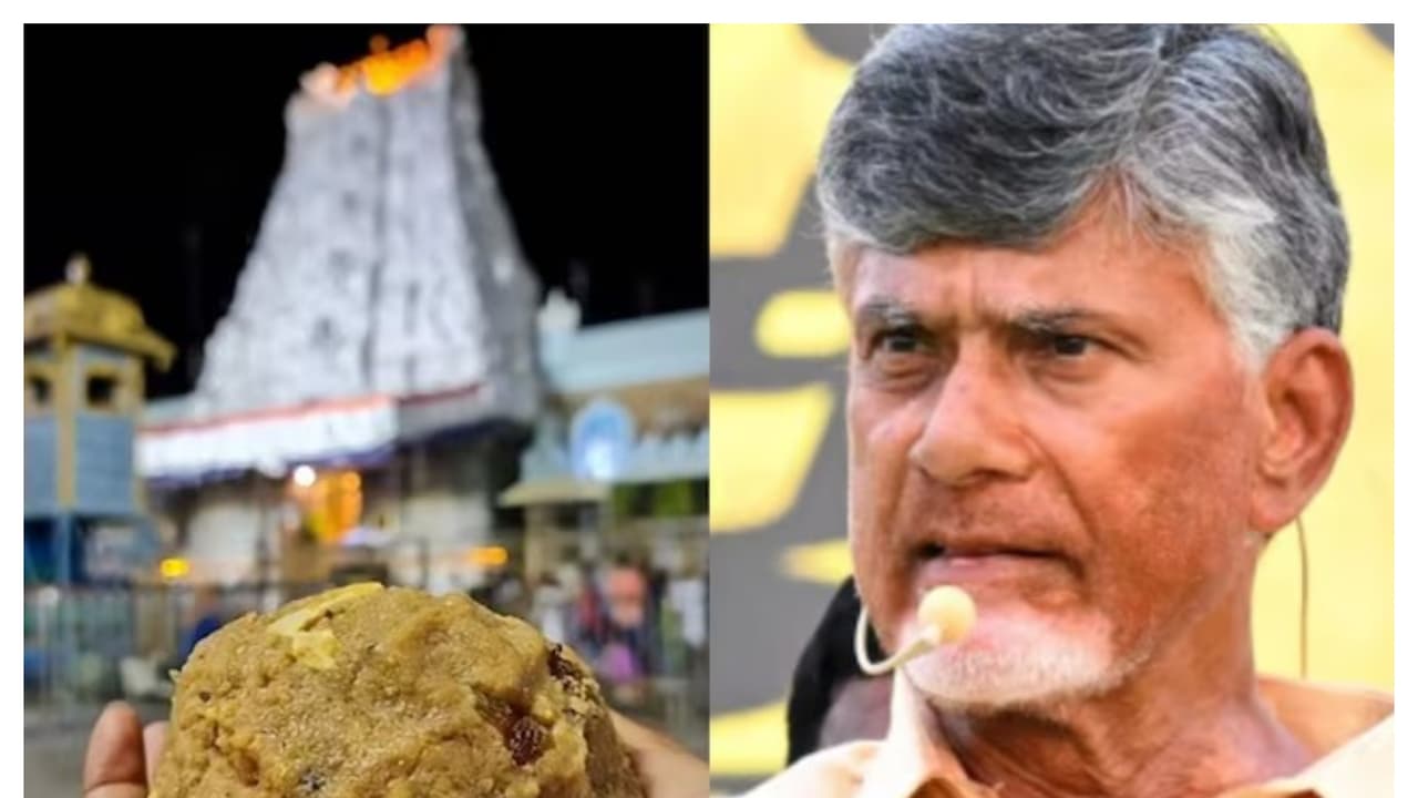  Tirupati Laddu : திருப்பதி லட்டுவில் மாட்டு கொழுப்பு, மீன் எண்ணெய்: ஆய்வு அறிக்கையால் பக்தர்கள் அதிர்ச்சி!