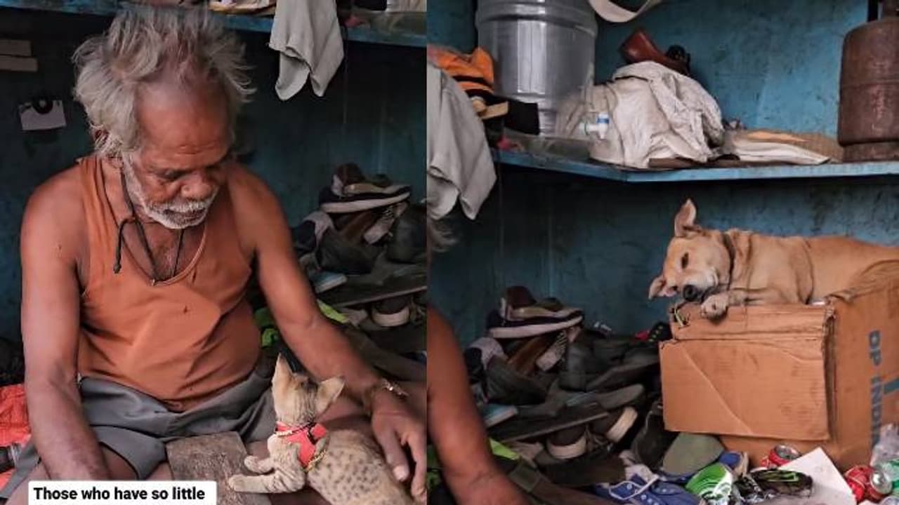 ചെരുപ്പുതുന്നുന്ന വൃദ്ധൻ, തെരുവുമൃ​ഗങ്ങൾക്ക് അവിടെയുണ്ട് അഭയം, കരുണയുള്ള ഹൃദയം കണ്ട് സഹായിക്കാൻ ആളുകൾ