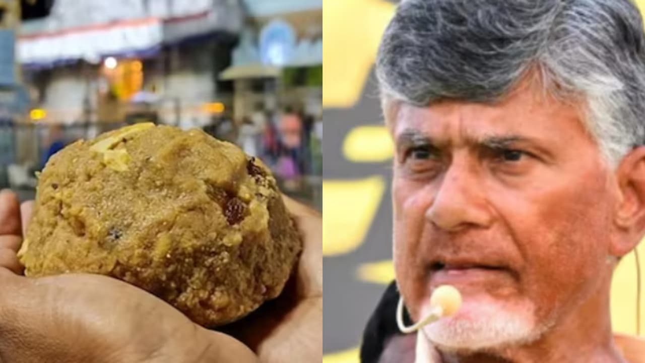 തിരുപ്പതി ലഡുവിൽ മൃഗക്കൊഴുപ്പെന്ന് ലാബ് റിപ്പോർട്ട്; വൈഎസ്ആർ കോൺഗ്രസിനെതിരെ ചന്ദ്രബാബു നായിഡു തിരുപ്പതി ലഡുവിൽ മൃഗക്കൊഴുപ്പെന്ന് ലാബ് റിപ്പോർട്ട്; വൈഎസ്ആർ കോൺഗ്രസിനെതിരെ ചന്ദ്രബാബു നായിഡു